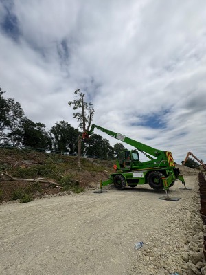 Completed Tree Work